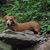 Sharyn Bush's profile image