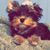 Kelli Knight-Link's profile image