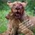 Sara Meadows's profile image