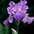 Melisa Garrett's profile image
