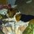 Michelle Schuberg's profile image