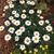 Cindy Martin Swem's profile image