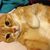 Tarzina Anizrat's profile image