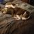 Aline Bickers's profile image