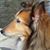 Pat Surrell's profile image