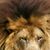 LeonLeon Misreflexionesyfrases Ok's profile image
