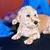 Juan Flores Collazo's profile image