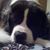 Susan Livermore Napier's profile image