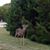 Nita Culler's profile image