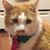 Dave Ackerman's profile image