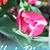 Rita Campio Schumacher's profile image