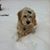 Libby Doodle's profile image