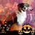 Lisa Schmiedl's profile image