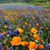 Janette Wier's profile image