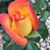 Lisa Iocovozzi's profile image