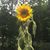 Ann Gaunce's profile image
