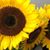 Janette Mendez's profile image
