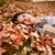 Safania Romas's profile image