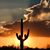Donna Farris's profile image