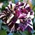 Lisa Wallin's profile image