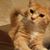 Adrian Winstead's profile image