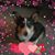 Cheryl Iliff-Holbrook Altman's profile image