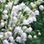 Elizabeth Cipolla Green's profile image