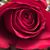 Shani Ablicki's profile image