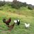 Nela Eggs's profile image