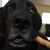 Joe Adair's profile image