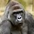 Bob Givens's profile image