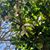 Melody Cosma-Gonsalves's profile image
