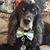 Susan Thaw Greenberg's profile image