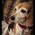 Elizabeth Ann Vaughn's profile image