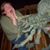 Suzanne Werder's profile image