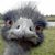 Mark Pickering's profile image