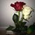 Cindy Cordoba's profile image