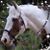 Cindy Perkins's profile image