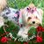 Diana Harker's profile image
