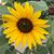 Susie Ashbee's profile image