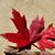 Mellissa Herring's profile image