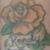 Zoe Rose's profile image