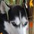 Deborah Zaccagnino-Sitter's profile image