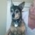 Rebecca Tolentino's profile image