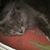 Diane Shorey's profile image