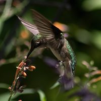 Sharon Cabana's profile image