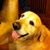 Yin Leng Lim's profile image