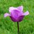 Tammie Borgwardt Hansen's profile image