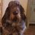 Domenica Pia Acquatico's profile image