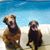 Trish Magner's profile image